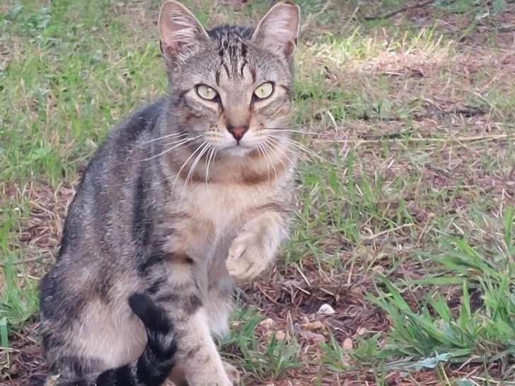 Adoption d'un chat mâle gris tigré