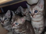 Chatons Bengal LOOF à vendre