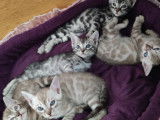 Chatons Bengal LOOF à vendre