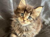 Chatons Maine Coon à vendre