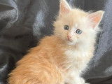 Chatons Maine Coon à vendre