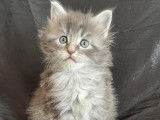 Chatons Maine Coon à vendre