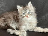 Chatons Maine Coon à vendre