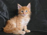 Chatons Maine Coon à vendre