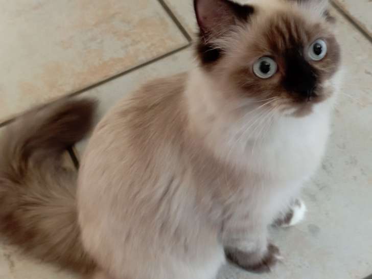 Chatons Persan croisés Sacré de Birmanie à vendre