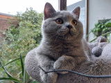 Chaton British Shorthair bleu avec pedigree &agrave; vendre