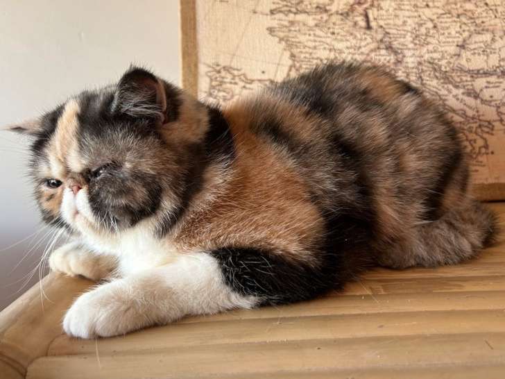 Une chatte Exotic Shorthair LOOF tortie d’un an à vendre