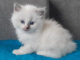 Chatons Ragdoll à vendre
