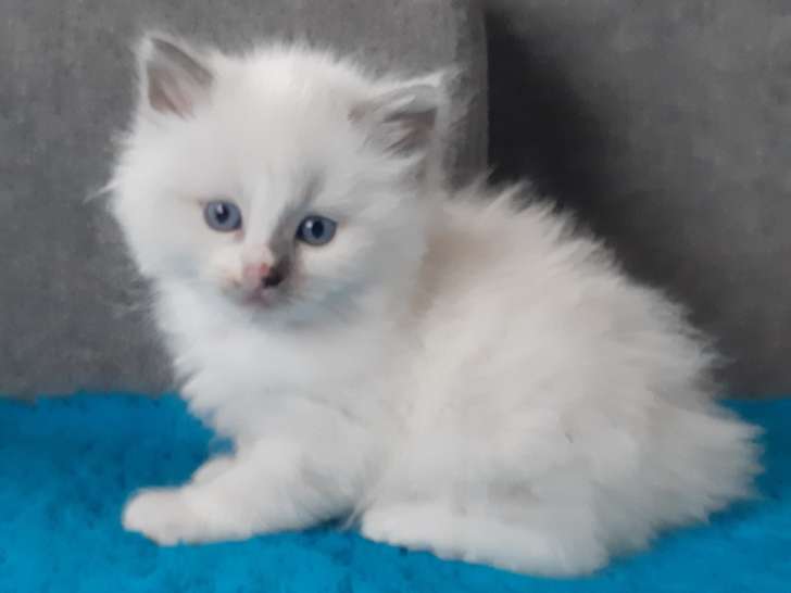 Chatons Ragdoll à vendre