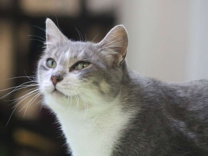 À adopter : une chatte au pelage gris et blanc