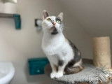 Chatte tricolore disponible à l'adoption