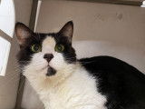 Chat noir et blanc à céder
