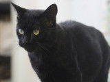 À donner : un chat noir