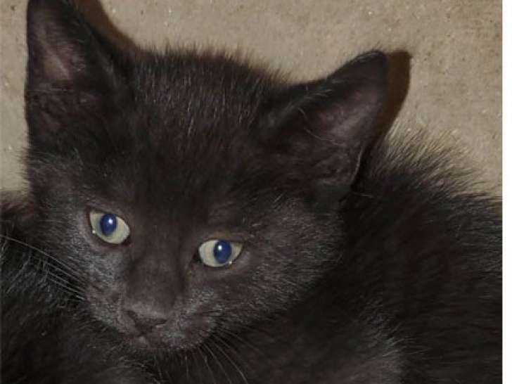 Chaton noir mâle disponible à l'adoption
