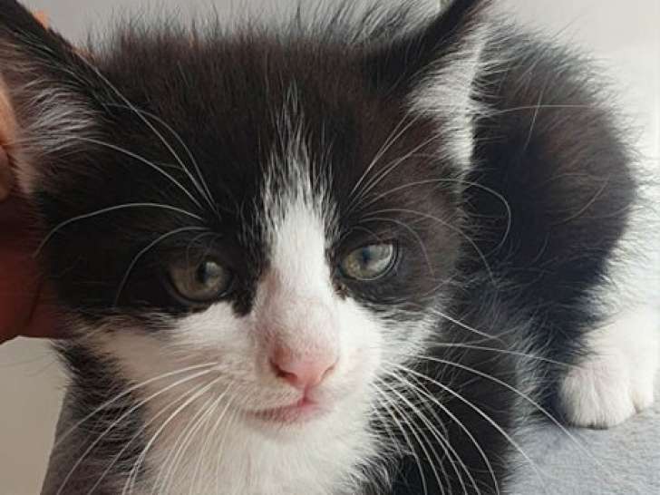 À adopter : un chaton noir et blanc mâle