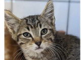 À adopter : un chaton mâle gris tigré