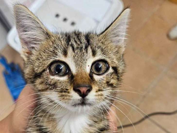 À adopter, un chaton mâle tigré