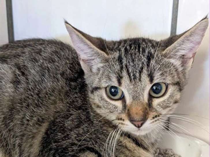 Disponible à l'adoption : un chaton femelle