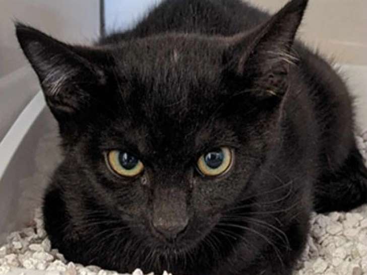 À céder : un chaton mâle au pelage noir