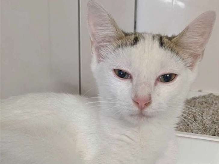 Disponible à l'adoption : un chaton femelle
