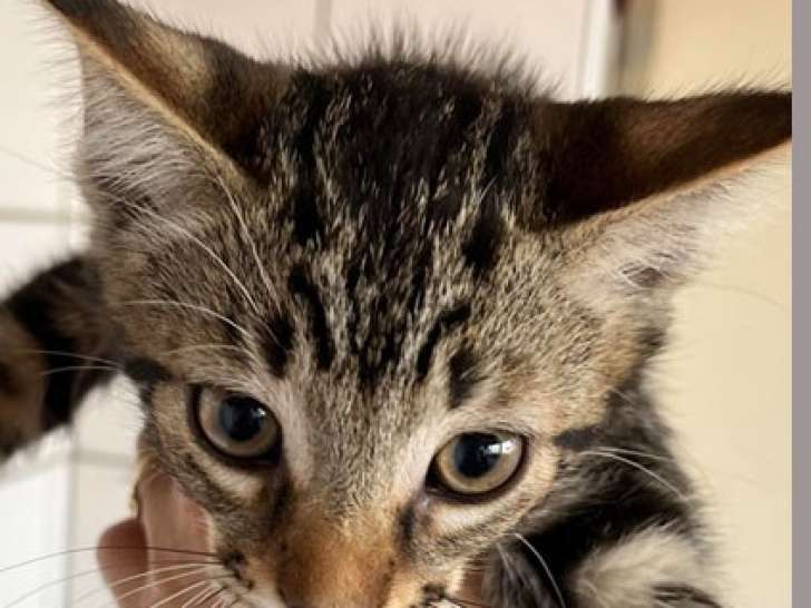Chaton mâle à adopter