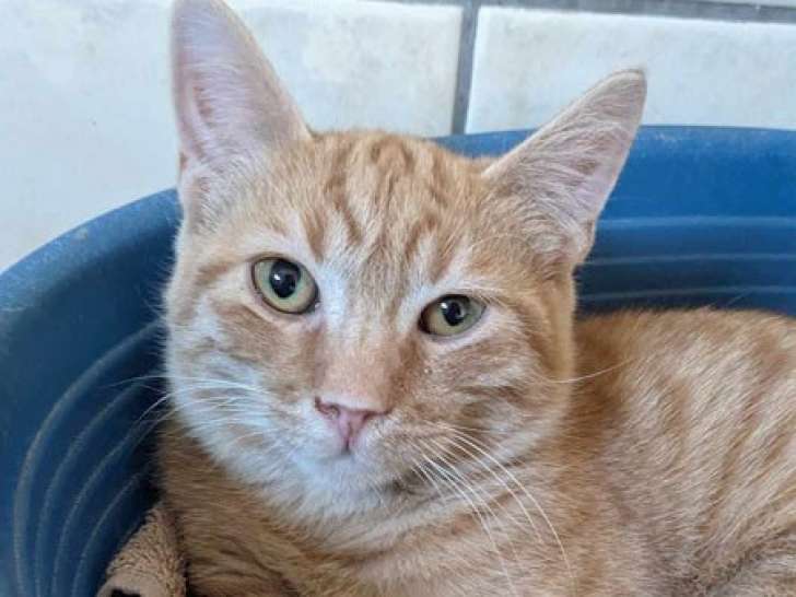 À céder : un chaton tigré roux