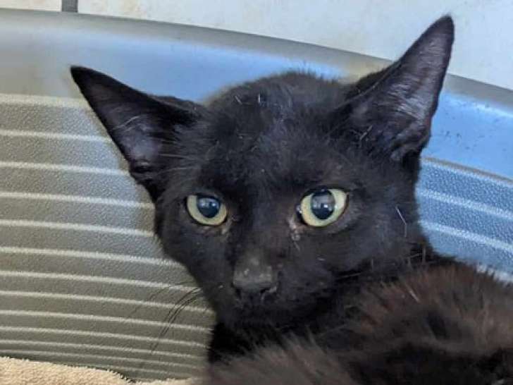 Un chaton tigré mâle à adopter