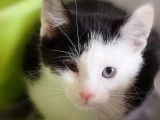 Chaton noir et blanc à donner