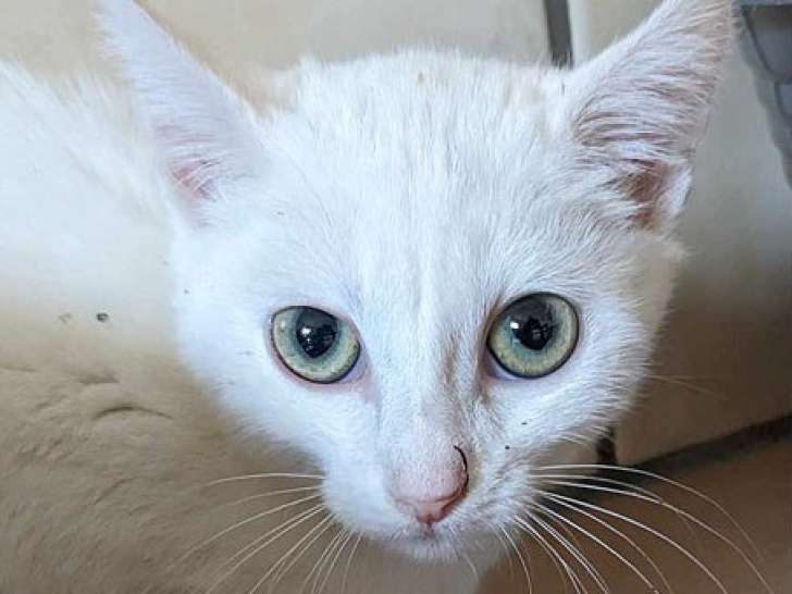 Chatonne au pelage blanc à céder