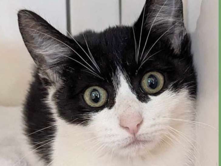À donner, un chaton femelle noir et blanc