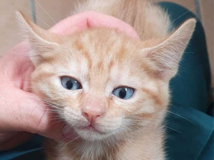Chatonne tigrée à donner