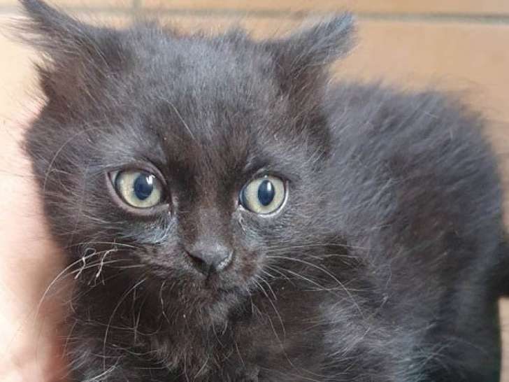 Chaton mâle à donner