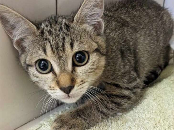 Chatonne tigrée disponible à l’adoption