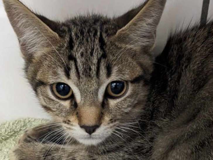 À céder : un chaton tigré