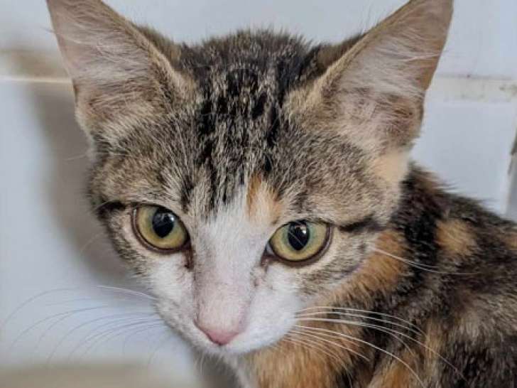À adopter : un chaton femelle tricolore