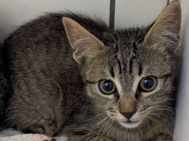 Disponible à l'adoption, un chaton mâle