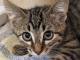 Chaton tigré disponible à l'adoption