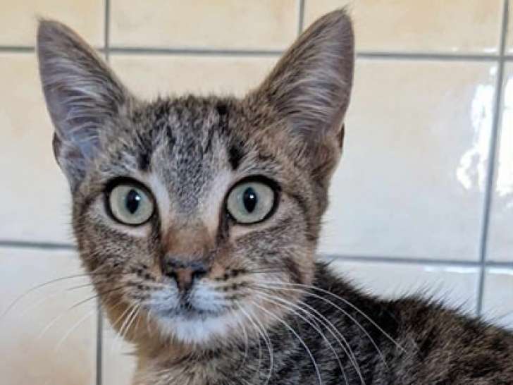 Chaton femelle tigrée à adopter