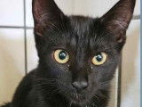 Disponible à l'adoption, un chaton femelle noir