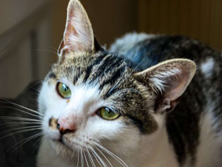 Milo chaton a l'adoption