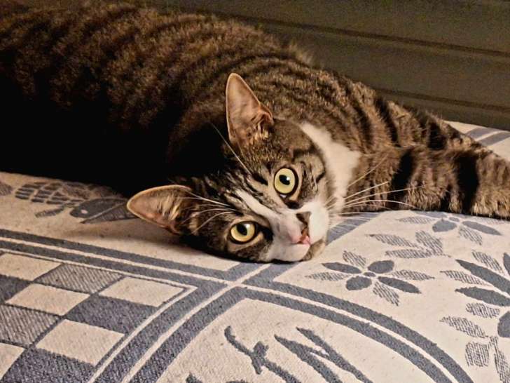 À céder : chat tigré et blanc