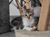 À adopter : un chaton femelle