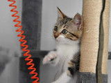 À adopter : un chaton femelle