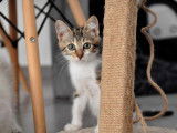 À adopter : un chaton femelle