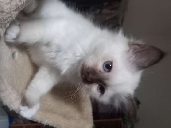 Chatons de race Sacré de Birmanie à vendre (2 femelles & 2 mâles)