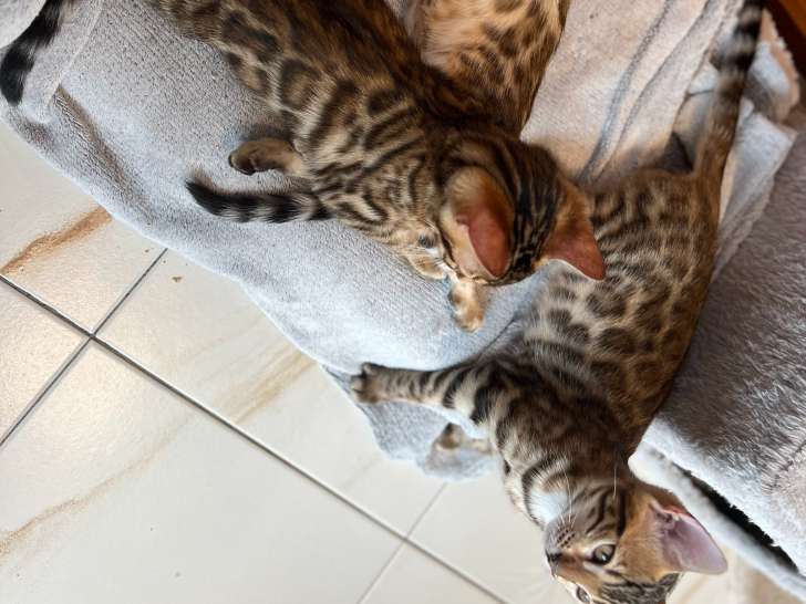 3 chatons Bengal LOOF à vendre