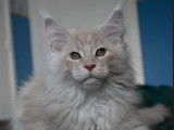 Chatons Maine Coon LOOF &agrave; vendre