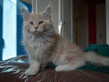 Chatons Maine Coon LOOF &agrave; vendre