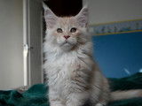 Chatons Maine Coon LOOF &agrave; vendre