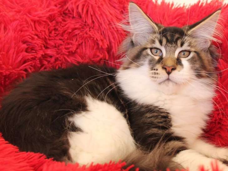 4 chatons Maine Coons LOOF à vendre